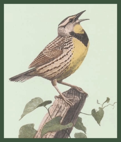 The Burgess Bird Book for Children by Thornton W. Burgess
